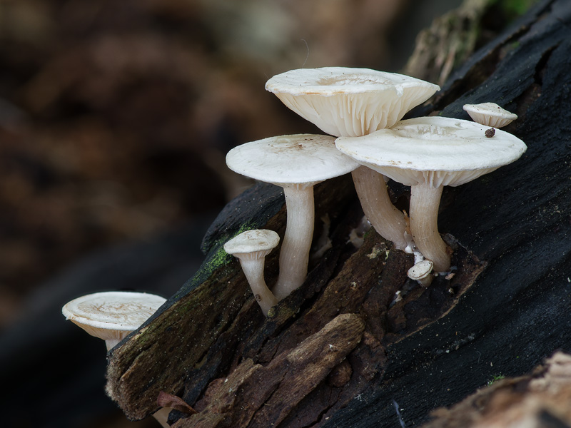 Clitocybe truncicola